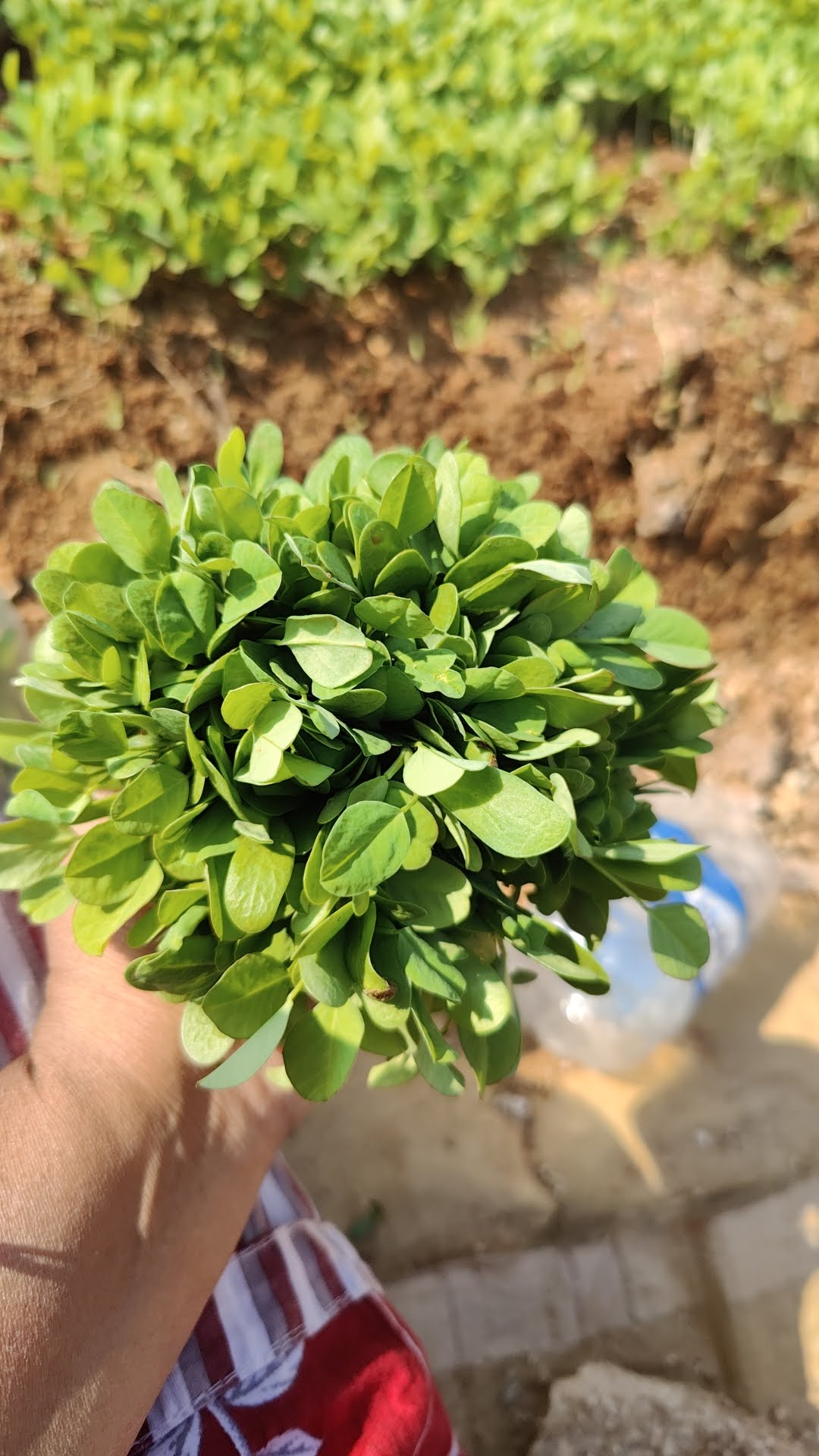 Freshly harvested leafy greens held beside a growing bed