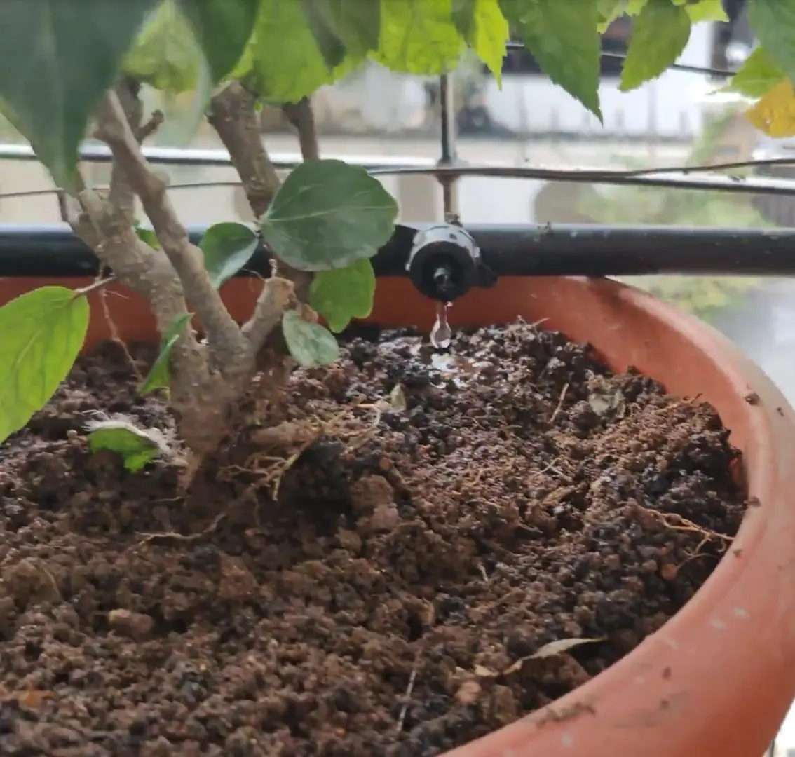 Water dripping from an irrigation emitter into a terracotta pot