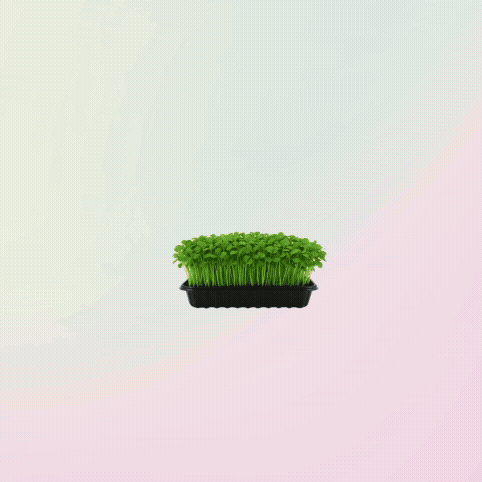 Microgreens